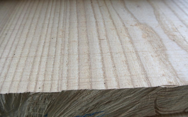 American Red Elm (Olmo Rosso Americano)