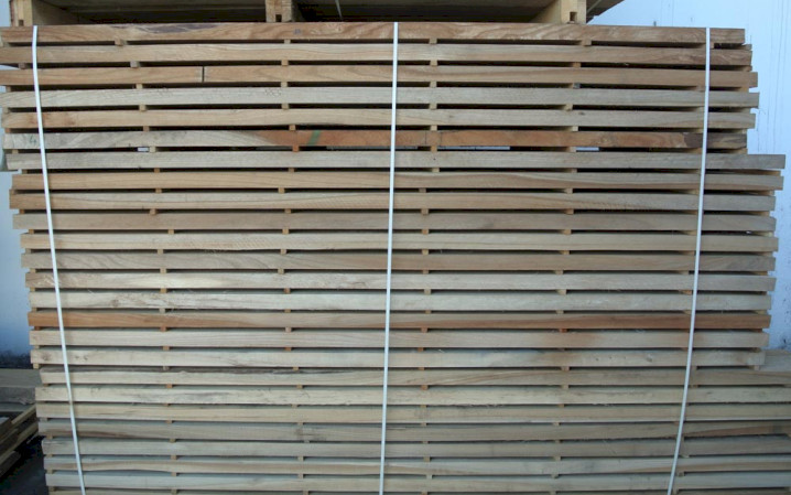 American Red Elm (Olmo Rosso Americano)